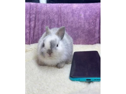 Cüce netherland dwarf tavşan yavrularımız