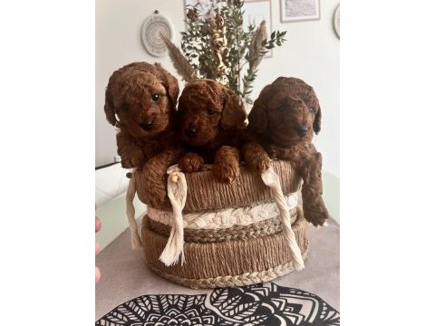 Red brown toy poodle bebekler