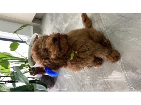 Red brown toy poodle