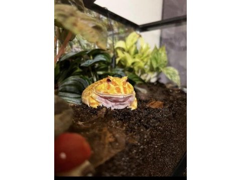 Albino pacman frog