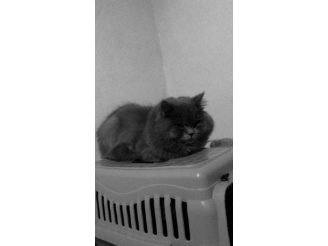 Asil beye sahiplenmek isteyen ulaşabilir british longhair