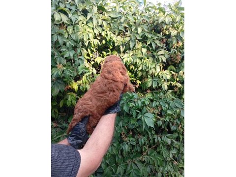 Irk ve sağlık garantili red brown poodle bebeklerimiz