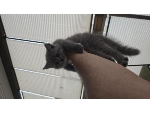1.5 aylık british shorthair yavrumuz