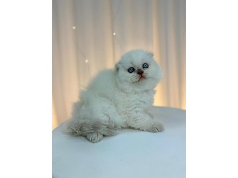 Irk ve sağlık garantili scottish fold kediler