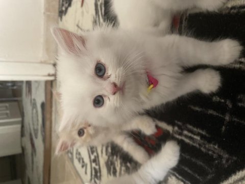1.3 aylık chinchilla kedisi yavruları