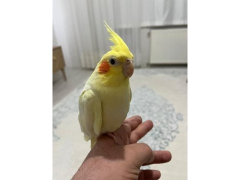 Ele alışkın 2 aylık yavru sultan papağanı