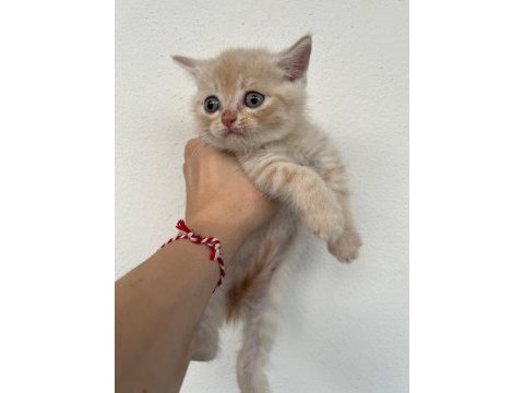 Scottish fold golden yavru
