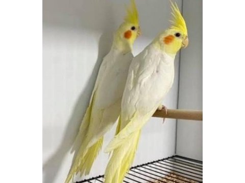 Sağlıklı lutino sultan papağanı yavrular