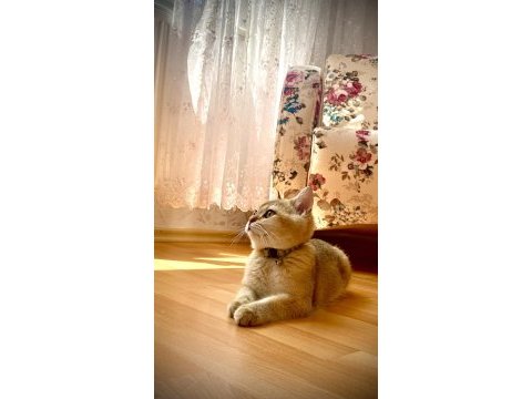Mükemmel kalitede british shorthair golden
