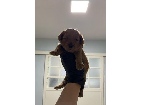 Toy poodle yavrularım aşılı orijinal