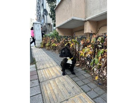 7 aylık merle french bulldog