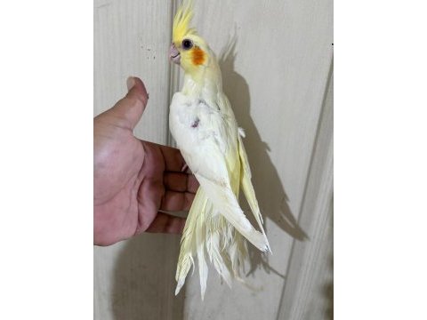 60 günlük kusursuz lutino bebek sultan papağanı