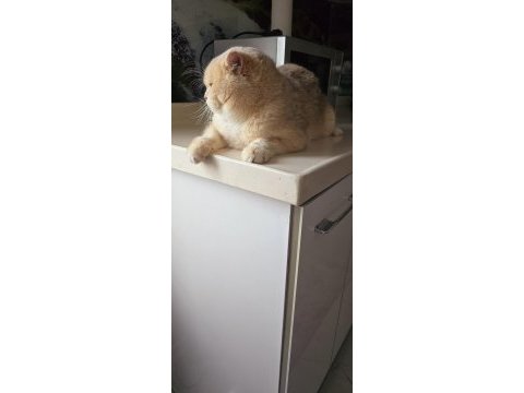 British shorthair by12 erkek 1 yaş
