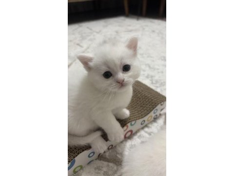 Böyle british shorthair güzellik yok