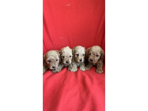 Nadir renkte apricot poodle kıvırcık yavrular