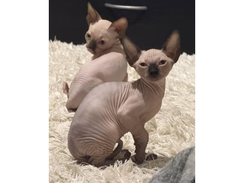 Sfenks tortie ve pembe renk orjinal yavrularımız