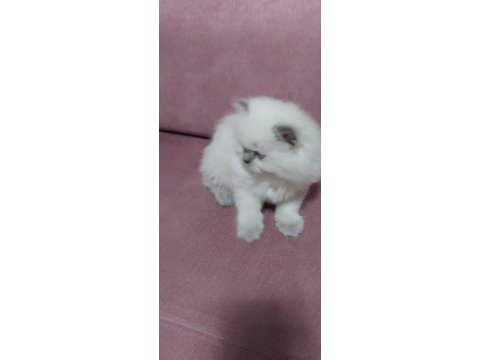 Bebiş british longhair kedilerim yeni yuvalarını arıyor