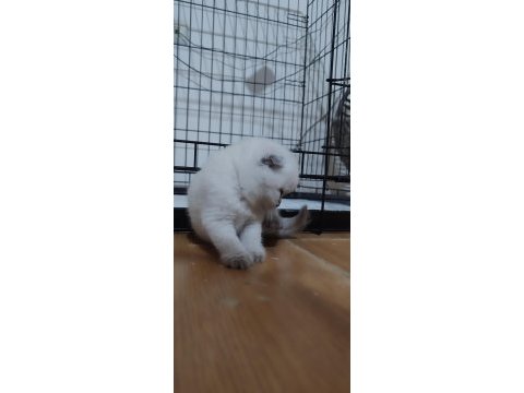 Safkan british shorthair bebeklerim hazır