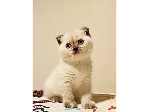 Scottish fold yavru