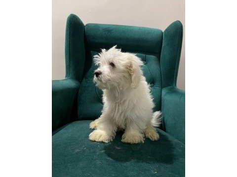 Maltese yavrular