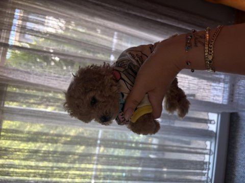 Kore poodle dişi