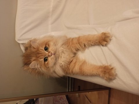 Kızanda gold dişi british longhair