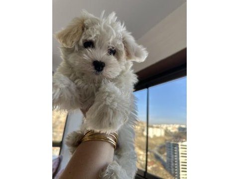Pomeranian boo yavru köpeklerimiz