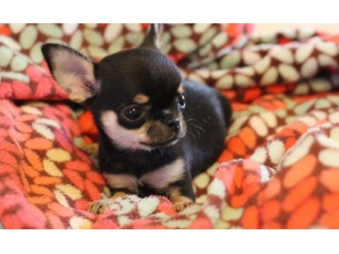 Chihuahua bebekler