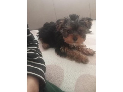 4 aylık erkek yorkshire terrier