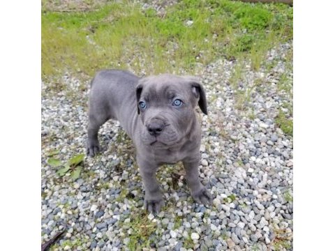 Mavi göz cane corso