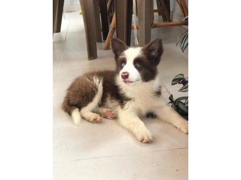 4 tane çok iyi kahve beyaz dişi 60 günlük border collie