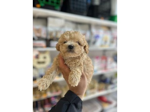 Efsane güzellikte hipoalerjenik teacup maltipoo
