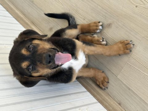 Yavru rottweiler