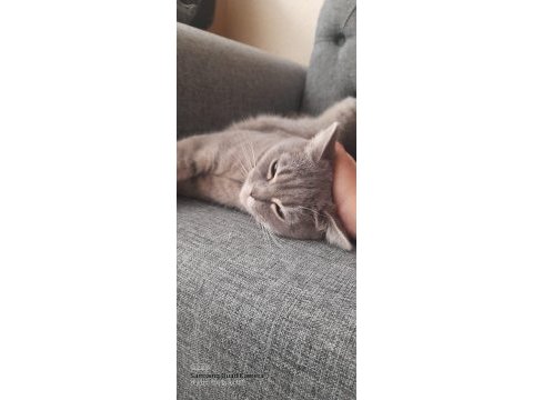 Ponçik british shorthair kızıma yeni bir yuva arıyoruz