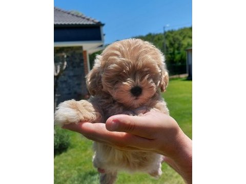 Teddy surat kore kan maltipoo yavrularımız