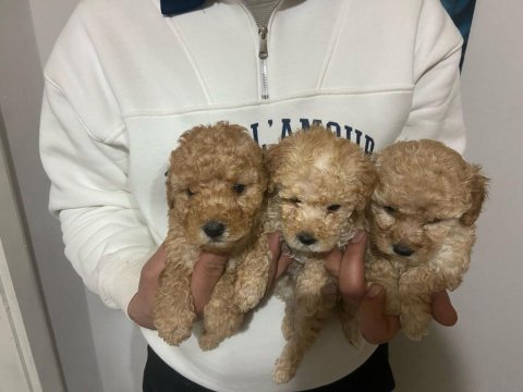 A kalite toy poodle