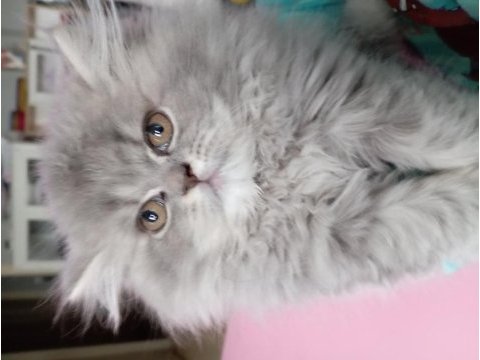 Oyuncu british longhair kızım yeni yuvasını arıyor
