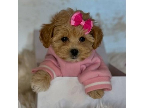 Irk garantili f2 maltipoo yavruları