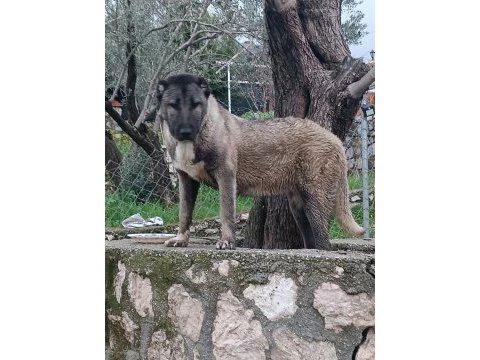 Orjinal kangal cinci köpekler