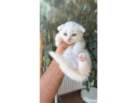 Kar beyaz scottish fold pamuklar teslime hazır