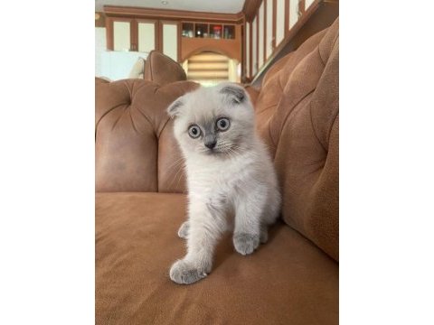 Scottish fold blue point dişi