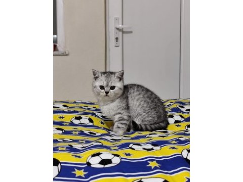 Minik kedilere güzel aile arıyoruz