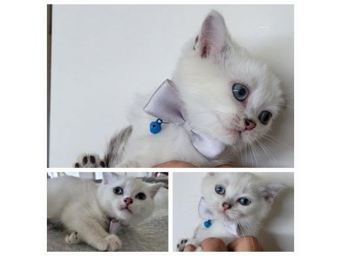 British shorthair bilgi özelden verilecek