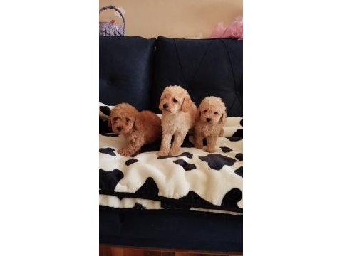 Sevimli poodle yavrular
