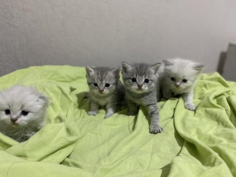 British shorthair 2 aylık