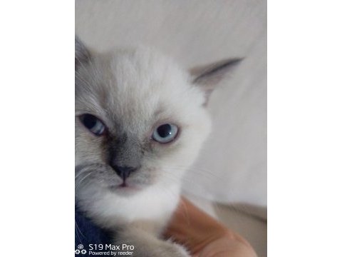 British blue point