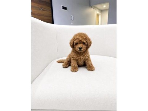 Kaliteli toy poodle yavrular