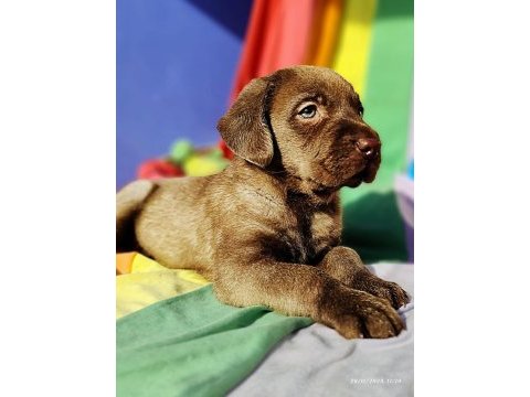 Şok şok fiyata kahverengi labrador yavrular