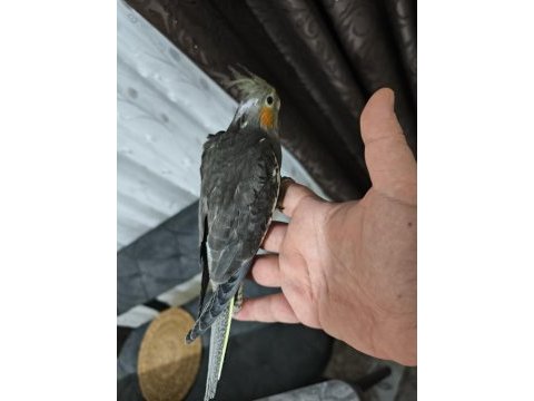 Sultan papağanı yavruları 2 aylık