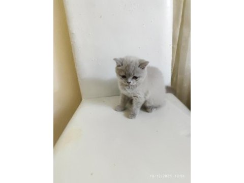 A+ kalite lilak rengi özel bir dişi british shorthair